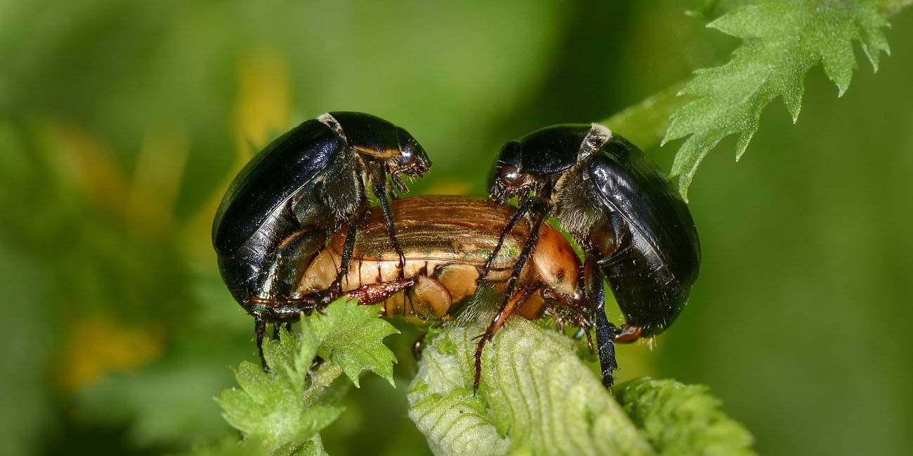 Rutelidae: Anomala dubia